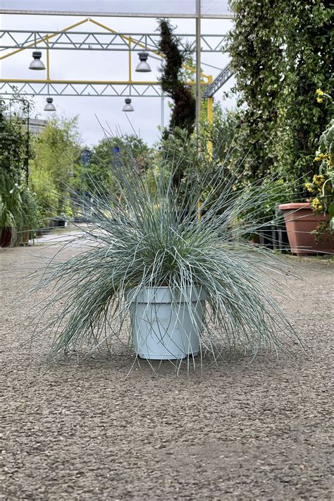 Festuca Glauca Intense Blue H13cm X 4l