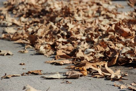 Free Stock Photo Of Dry Autumn Leaves On Ground