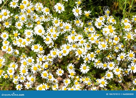 Chamomile Flowering In Spring Summer Field Camomile Matricaria