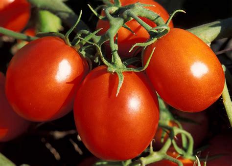 How To Grow And Care For Early Girl Tomatoes