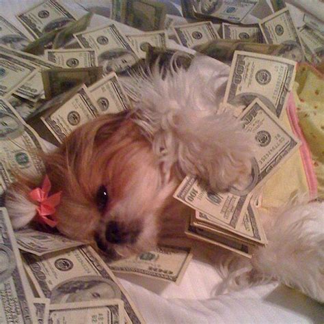 These Rich Dogs From Instagram Have A More Extravagant