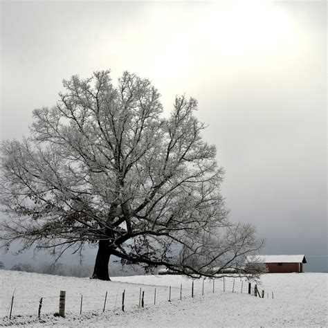 Beautiful Winter Scene In The Smoky Mountains Smoky