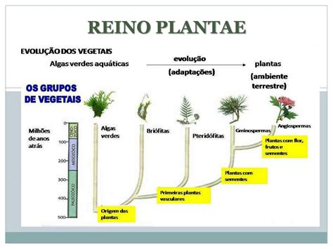 Ppt Reino Plantae Powerpoint Presentation Free Download Id1763203