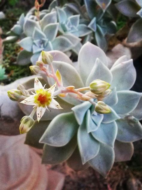 Graptopetalum Paraguayense Ghost Plant World Of Succulents Ghost Plant Blooming