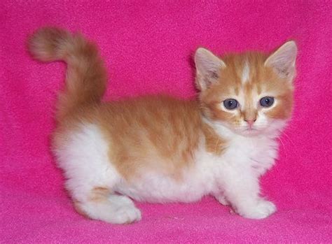 Cat for adoption santafe fiesta a munchkin tabby mix. white and orange Munchkin kitten female | Munchkin kitten ...