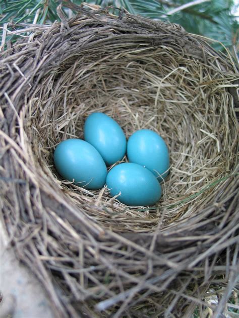 Free Images Bird Nest Egg Branch Bluebird 1944x2592 1369339