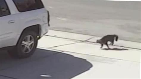 Amazing Video Cat Saves Boy From Dog Attack Newsday