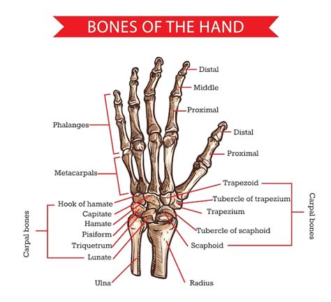 Nombre De Los Huesos De La Mano Humana Dinami