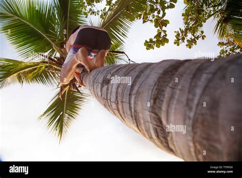 Climbing Palm Tree Hi Res Stock Photography And Images Alamy