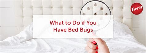 What To Do If You Have Bed Bugs Bens