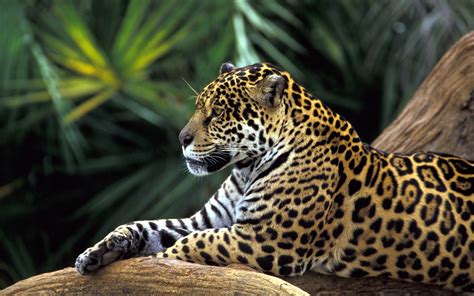 • 78 189 460 просмотров 2 месяца назад. Jaguar in Amazon Rainforest Wallpapers | HD Wallpapers ...