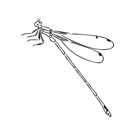 Premium Vector Dragonfly Black And White Sketch With Delicate Wings