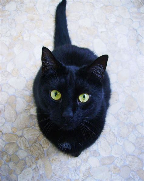 Hd Wallpaper Black Cat Sitting On Tiled Floor Black Eyes Green