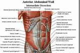 Pictures of Abdominal Core Muscles