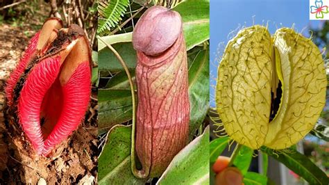 17 Adult Plants That Look Like They Come Straight Out Of Porn World Youtube