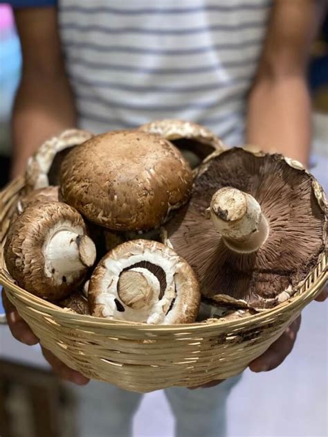 12 Best Edible Mushrooms You Can Grow Easily At Home