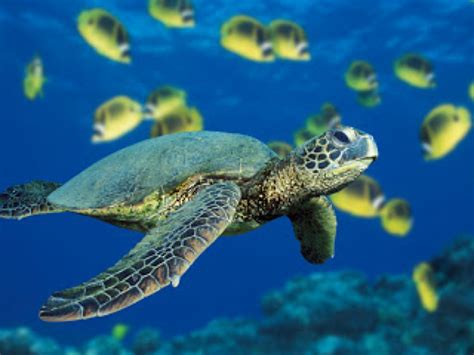 Atlantic Green Sea Turtle Atlantic Ocean