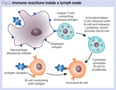 The Lymphatic System Its Role In The Immune System Nursing Times