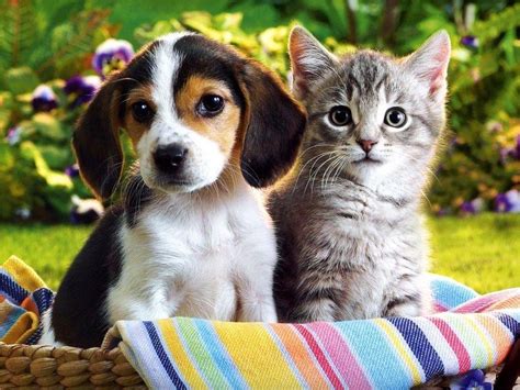 Cute Puppies And Kittens Wallpapers Top Free Cute Puppies And Kittens
