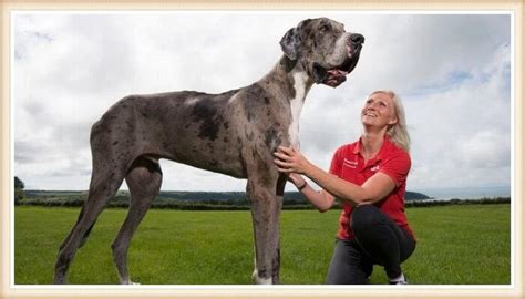 Cuál es el Perro Más Grande del Mundo Razas Gigantes Fotos