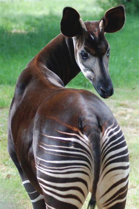 Okapi By Rccphoto Via Flickr Even Though They Look A Lot Like Zebras