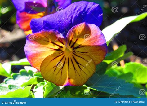 Yellowish Pansy With Purple Petals With Dew Drops In Morning Sunlight