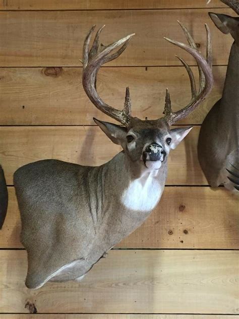 Whitetail Mount Whitetail Deer Pictures Taxidermy Display Deer Mounts