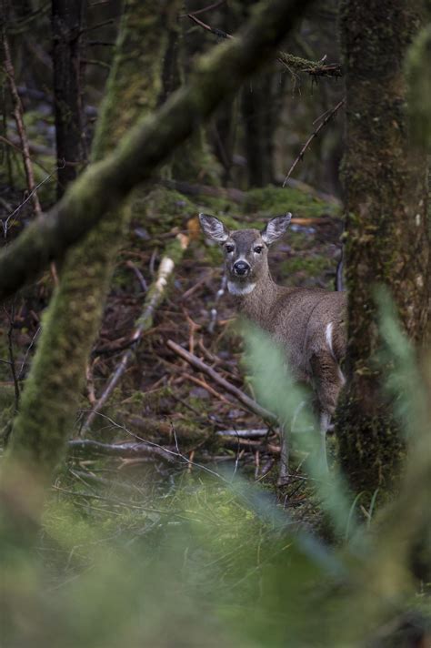 Bc Blacktails Hunt Of A Lifetime On Haida Gwaii Bc Outdoors Magazine