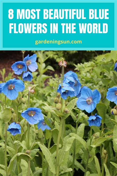 8 MOST BEAUTIFUL BLUE FLOWERS IN THE WORLD Blue Flowers Garden