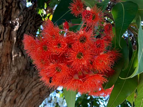 Eucalyptus Ficifolia Red Flowering Gum Australian