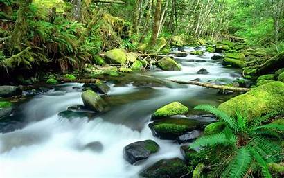 Rainforest Forest Scenery Daintree Earth Wallpapers Wallpapers13