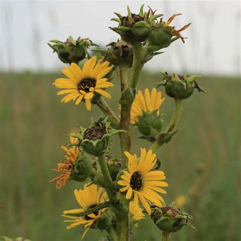 Compass Plant Seeds Silphium Laciniatum Packet Of 10 Seeds Etsy