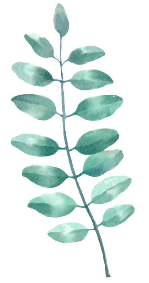 Free Set Of Watercolor Green Leaves Elements 21496942 Png With