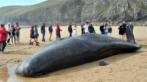 Giant Whale Dies After Washing Up On West Country Beach Itv News West