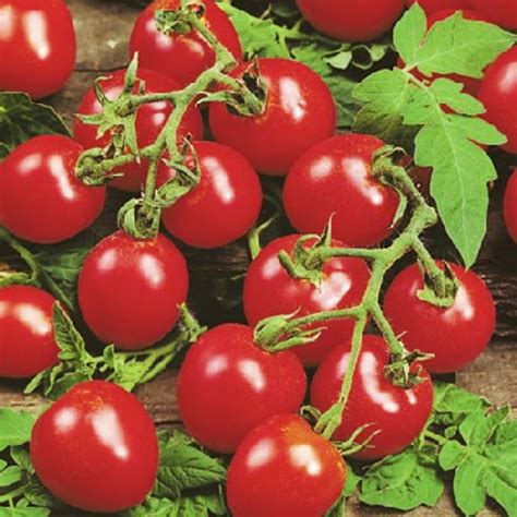 Husky Cherry Red Tomato 20 Seeds Hirts Gardens