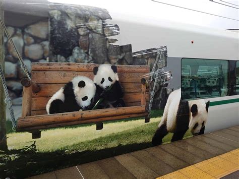 Panda Kuroshio Train รถไฟแพนด้าสุดคิวท์ยกขบวนพาเที่ยวจากเกียวโต โอซาก