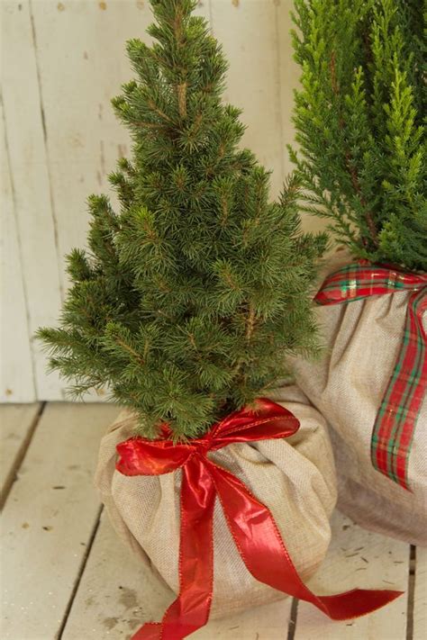 Maybe you would like to learn more about one of these? Dwarf Alberta Spruce Tree | Shop with PlantsbyMail.com ...