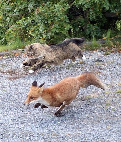 Fearless Cat Chasing Fox Intruder Norwegian Forest Cat Cute Animals