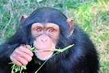 Chimpancé » Características, Alimentación, Hábitat, Reproducción ...