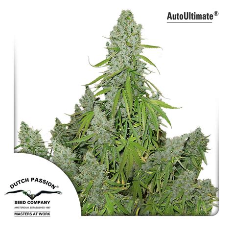 Auto Ultimate Buy Dutch Passion Cannabis Seeds