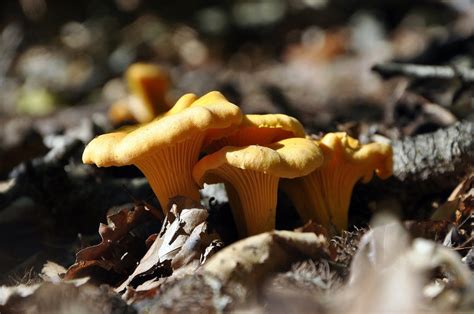 32 Types Of Edible Orange Mushrooms Plant Grower Report