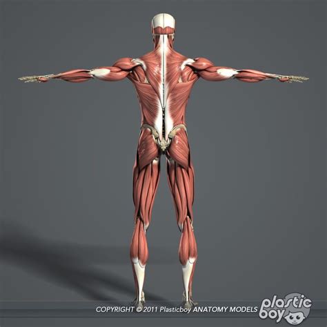 Male Muscular Skeletal Systems 3d C4d Female Anatomy Anatomy Human