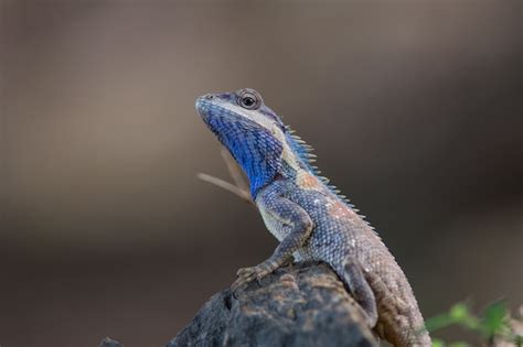 Premium Photo Blue Crested Lizard Or Indo Chinese Forest Lizard