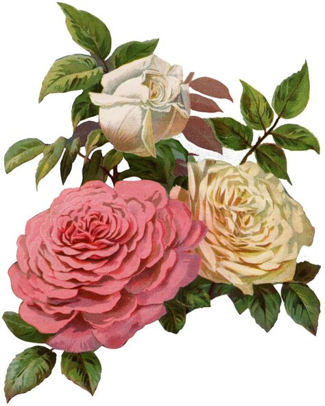 Lovely Victorian Cream And Pink Roses Print The Graphics Fairy