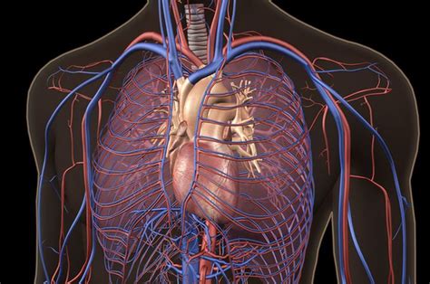 Belajar Gambar Anatomi Tubuh Manusia Imagesee