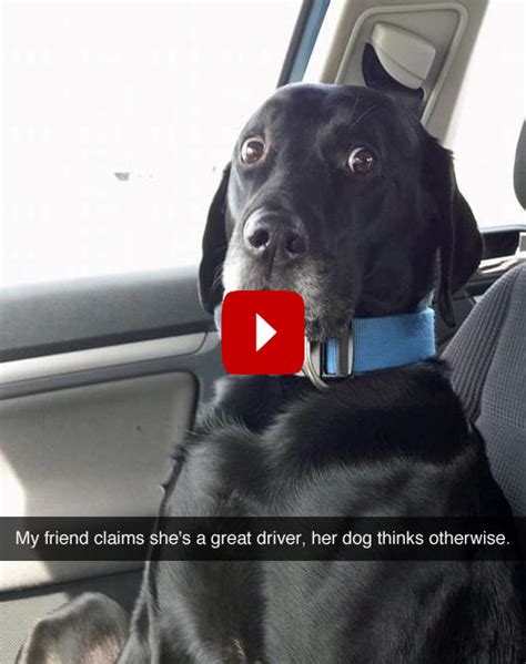 Dog Scared Of Everything Dogs Scared Of Random Things Dogs Funny Animals Funny Animal Memes