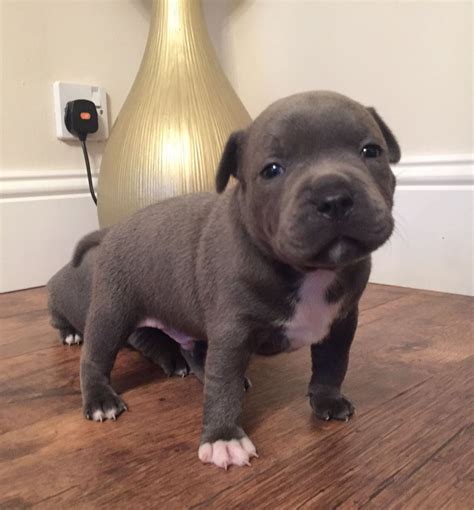 Blue Staffordshire Bull Terrier Puppies See Ad Newton Aycliffe