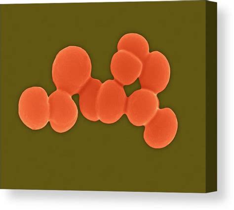 Staphylococcus Aureus Coccus Prokaryote Canvas Print Canvas Art By