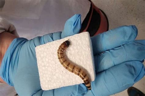 Superworms That Love To Eat Plastic Can Revolutionise Recycling The Statesman