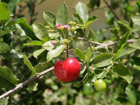 Plant Of The Month Acerola Cherry West Hawaii Today